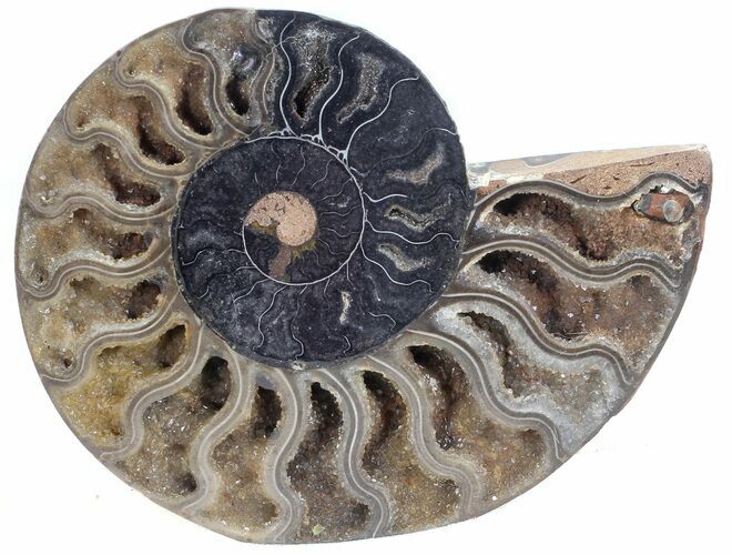 Split Black/Orange Ammonite (Half) - Unusual Coloration #55699